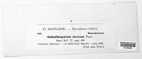 Exserohilum turcicum image